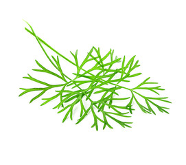 dill isolated on white background