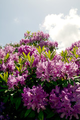 Obraz premium Pink rhododendrons against the sky