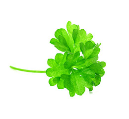 Parsley isolated on white background