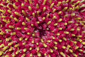 Red Gerbera center super close up - Macro center Gerbera
