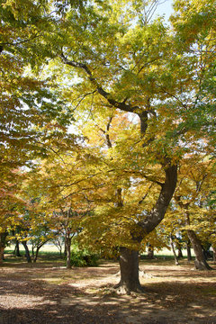 Old Big Zelkova Tree