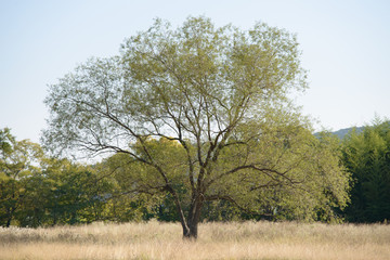 Single big old tree