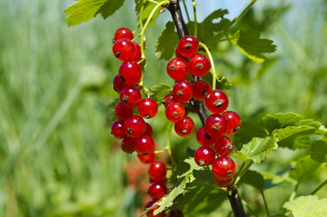 Красная смородина