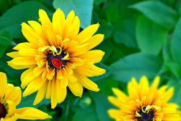 Summer landscape. Flowers rudbeckia