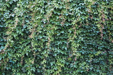 Textura de enredadera. Vegetación sobre pared. Límite de casas, verde.