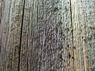 Obraz premium tree trunk