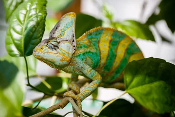 Wall murals Chameleon Yemen chameleon