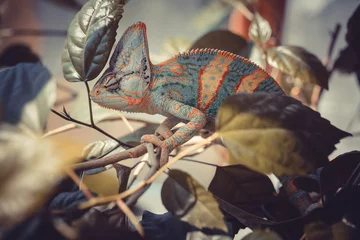 Acrylic prints Chameleon Yemen chameleon