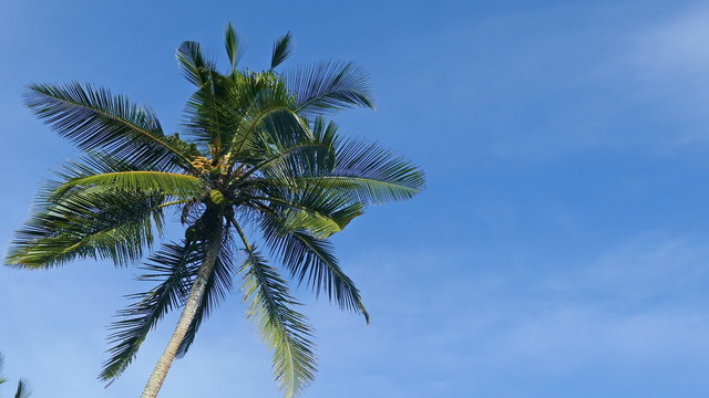 branches of coconut palm against blue sky

