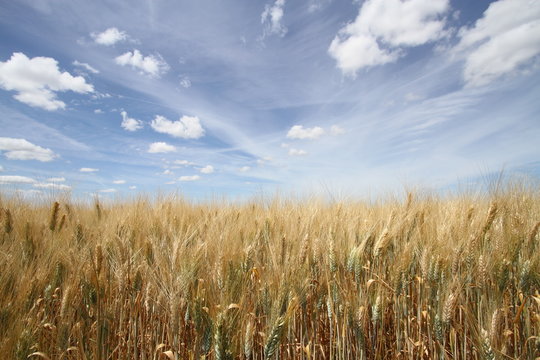 Champ de bl&eacute;.