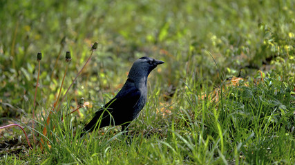 A Western Jackdaw (Corvus monedula)