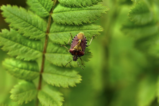 Close-up of a forest bug (Pentatoma rufipes)