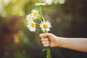 Gartenposter Child hand holding a flower daisy, toned photo. © ulkas