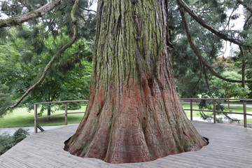 mammon tree