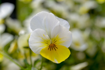 Flowers, macro, Pansies with extreme shallow depth of field