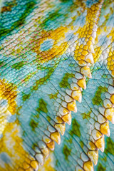 Close up of Four-horned Chameleon skin background, Chamaeleo quadricornis - 85958089