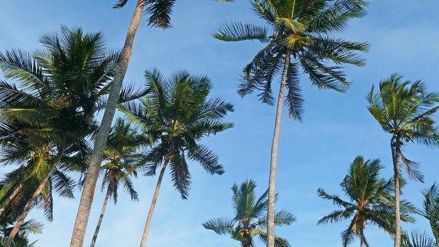 coconut palms under blue sky
