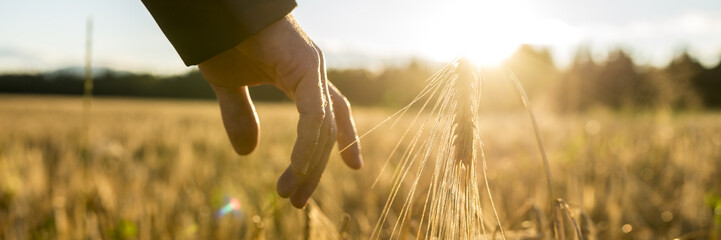 Man touching an ear of wheat at sunrise