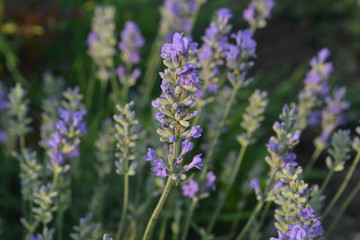 лаванда цветок фиолетовый клумба здоровье красота