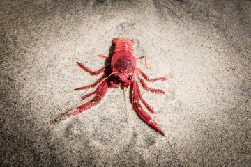 red crayfish