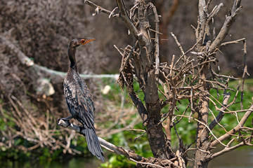 Reed cormorant