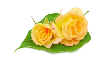 Flower of yellow roses