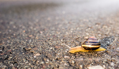 Bänderschnecke