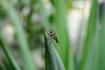 robber fly