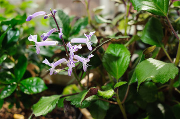 closeup of purple Mona lavender flowers