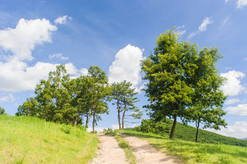 Fototapeta premium green lawn and tree with blue sky