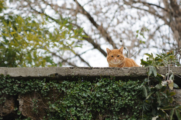 cat on a wall