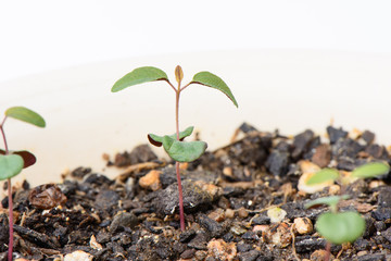 Sprout of Lemon eucalyptus