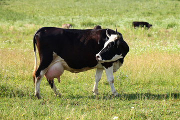 Herd of cows at field