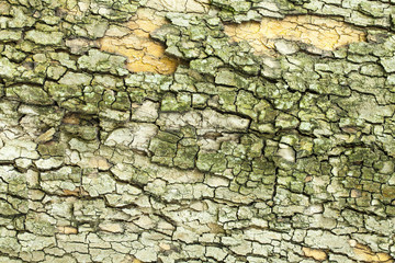 Tree bark texture