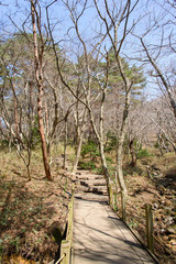 Fototapeta premium Yeongsil trail of Hallasan National park