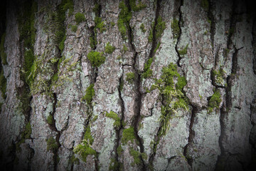Bark of a beech tree