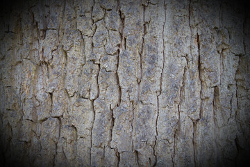 Bark of a beech tree