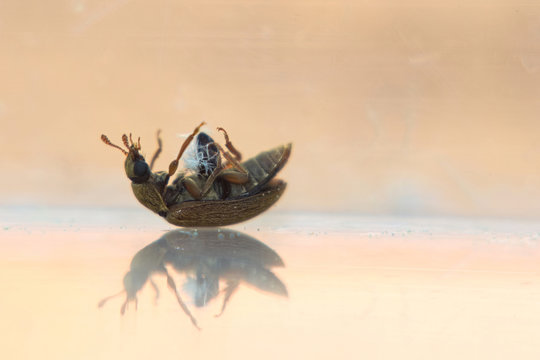 Macro of a very small beetle (1.5 mm) of the family of silken fungus beetles (Cryptophagidae), lying on its back