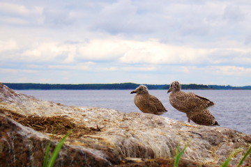 Sea gulls on a rock by the gulf