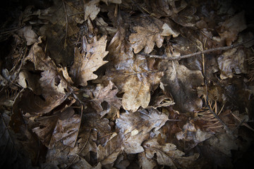 Leaves as a background