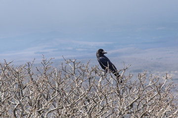 black craw on a brach