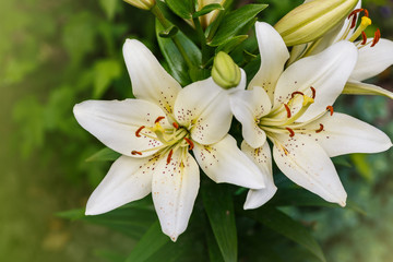 white lily field - 85961446