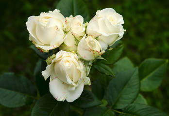 White beautiful rose 