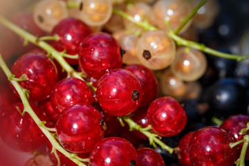 Close up white or yellow, red,  black  raw currant background