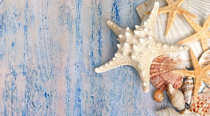 Starfish, Shell, Sea Life.