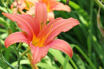 Fototapeta premium Daylily