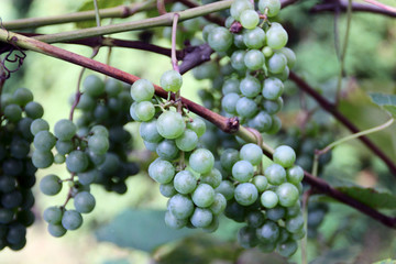 Grapes