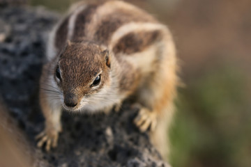 Naklejka na ściany i meble Fuerteventura squirrel