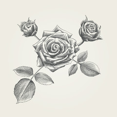Hand drawn roses
