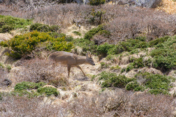 Obraz na płótnie Canvas roe deer in a bush in Yeongsil
